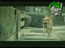 Depressão de um cão